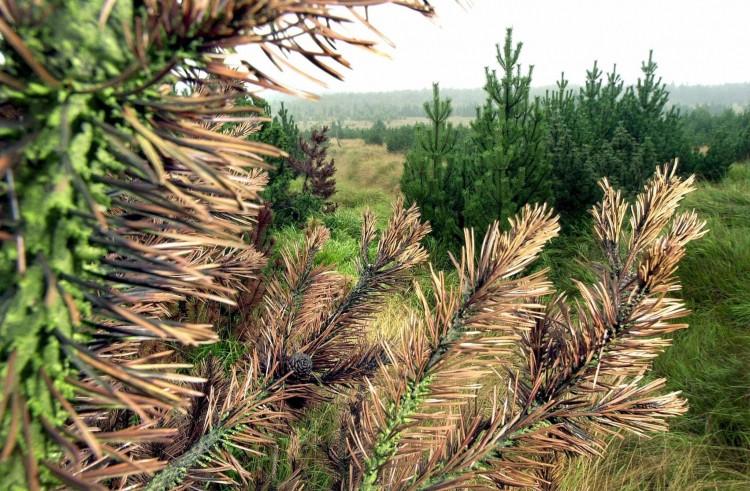<a><img src="https://www.theepochtimes.com/assets/uploads/2015/09/51884431.jpg" alt="A file picture taken in 2001 shows a pine tree with discolored needles in a forest near Reitzenhain in the Ore Mountains. (Uwe Meinhold/AFP/Getty Images)" title="A file picture taken in 2001 shows a pine tree with discolored needles in a forest near Reitzenhain in the Ore Mountains. (Uwe Meinhold/AFP/Getty Images)" width="320" class="size-medium wp-image-1797373"/></a>
