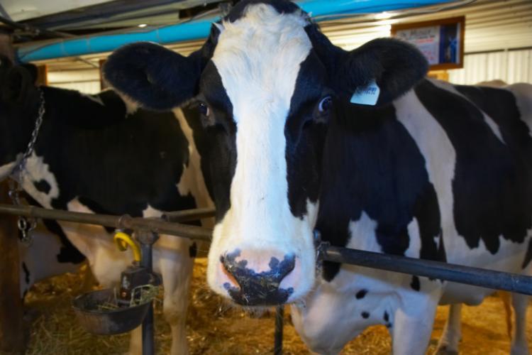 <a><img src="https://www.theepochtimes.com/assets/uploads/2015/09/87737250.jpg" alt="Moo: Celebrating Cow Appreciation Day 2010 (Photos.com)" title="Moo: Celebrating Cow Appreciation Day 2010 (Photos.com)" width="320" class="size-medium wp-image-1817585"/></a>