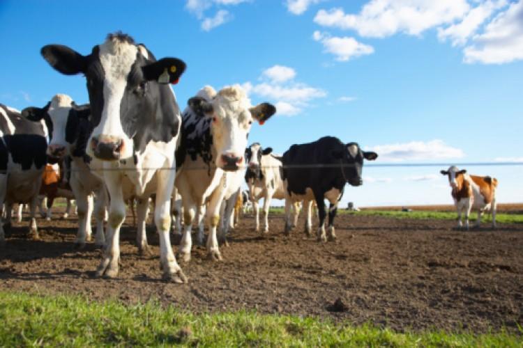 <a><img src="https://www.theepochtimes.com/assets/uploads/2015/09/89679822.jpg" alt="A new strain of superbug was discovered in bulk milk by accident when studying cases of mastitis, a disease affecting dairy cows. (Photos.com)" title="A new strain of superbug was discovered in bulk milk by accident when studying cases of mastitis, a disease affecting dairy cows. (Photos.com)" width="320" class="size-medium wp-image-1803200"/></a>