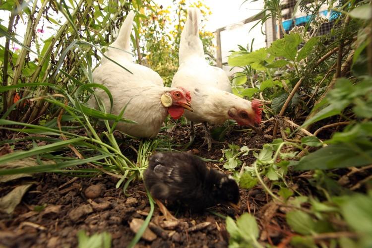 <a><img class="size-large wp-image-1784117" title="Recession Sees An Increase In Chickens And Pigs Being Kept In Gardens" src="https://www.theepochtimes.com/assets/uploads/2015/09/89848659.jpg" alt="" width="590" height="393"/></a>