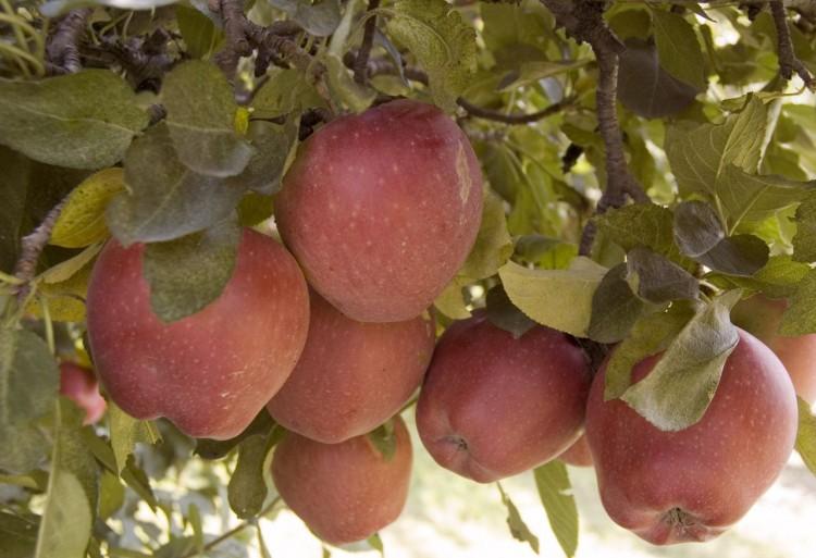 <a><img class=" wp-image-1787103" title="APPLES-3686" src="https://www.theepochtimes.com/assets/uploads/2015/09/APPLES-3686.jpg" alt="" width="611" height="415"/></a>