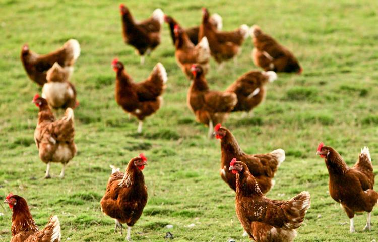 <a><img src="https://www.theepochtimes.com/assets/uploads/2015/09/AUSTRALIA-C.jpg" alt="In Australia, a leading animal rights group says food labelling standards are misleading consumers about the conditions of local farm animals. (Daniel Berehulak/Getty Images)" title="In Australia, a leading animal rights group says food labelling standards are misleading consumers about the conditions of local farm animals. (Daniel Berehulak/Getty Images)" width="320" class="size-medium wp-image-1822740"/></a>