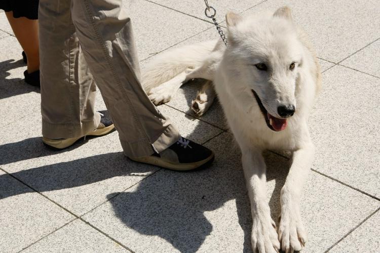 <a><img src="https://www.theepochtimes.com/assets/uploads/2015/09/Arctic_gray_wolf_77014095_2.jpg" alt="WASHINGTON - SEPTEMBER 25: Five-year-old Arctic Gray Wolf Atka sits at a news conference to introduce the 'Protect America's Wildlife (PAW) Act' on Capitol Hill September 25, 2007 in Washington, DC. (Alex Wong/Getty Images)" title="WASHINGTON - SEPTEMBER 25: Five-year-old Arctic Gray Wolf Atka sits at a news conference to introduce the 'Protect America's Wildlife (PAW) Act' on Capitol Hill September 25, 2007 in Washington, DC. (Alex Wong/Getty Images)" width="320" class="size-medium wp-image-1805410"/></a>