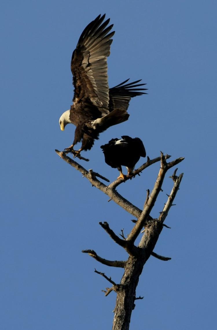 <a><img src="https://www.theepochtimes.com/assets/uploads/2015/09/BALD-EAGLE-85370297_2.jpg" alt="AT RISK: A pair of bald eagles perch on a tree near English Bay, Vancouver, in March 2009. A weak chum salmon run has left British Columbian eagles struggling for survival. (Doug Pensinger/Getty Images)" title="AT RISK: A pair of bald eagles perch on a tree near English Bay, Vancouver, in March 2009. A weak chum salmon run has left British Columbian eagles struggling for survival. (Doug Pensinger/Getty Images)" width="320" class="size-medium wp-image-1807567"/></a>