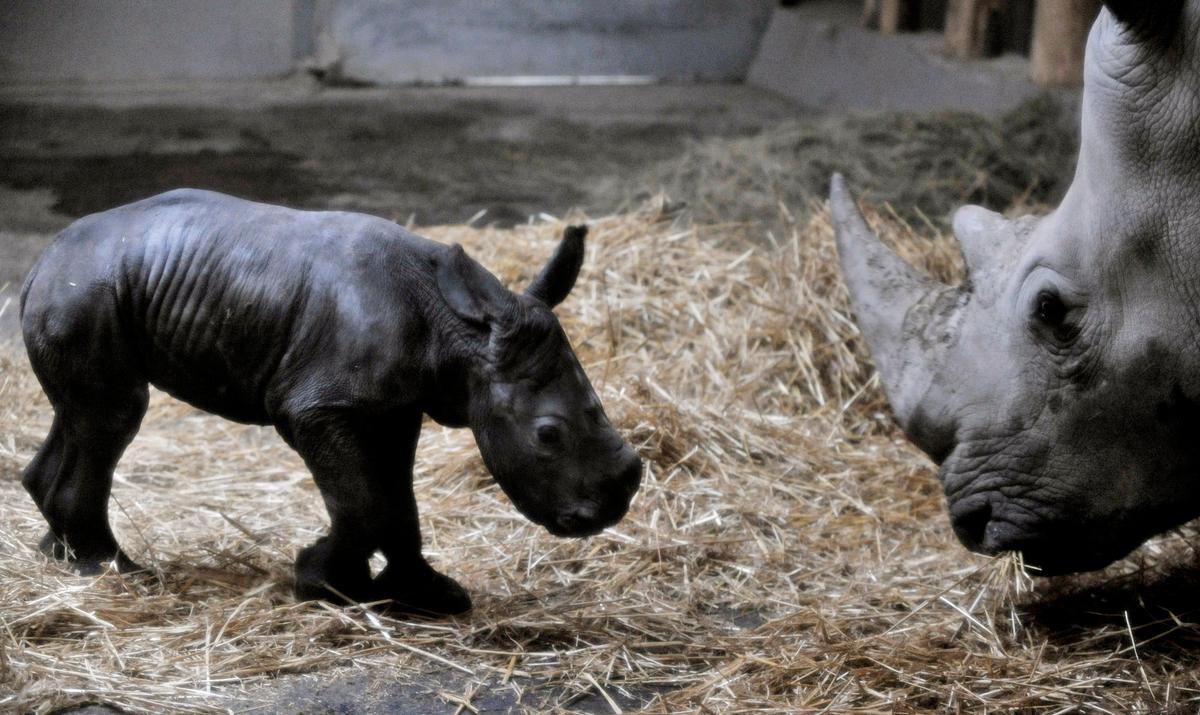 <a><img src="https://www.theepochtimes.com/assets/uploads/2015/09/BUD101.jpg" alt="The white rhino baby and his mother in the Budapest Zoo. The rhino was conceived using artificial insemination and �cryopreserved� rhino sperm. (Bela Szandelszky)" title="The white rhino baby and his mother in the Budapest Zoo. The rhino was conceived using artificial insemination and �cryopreserved� rhino sperm. (Bela Szandelszky)" width="320" class="size-medium wp-image-1833169"/></a>
