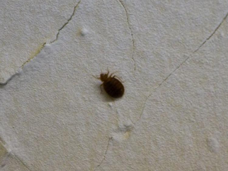 <a><img src="https://www.theepochtimes.com/assets/uploads/2015/09/Bedbugs+NYC+New+York+City+small.jpg" alt="A bedbug is shown climbing on the wall of a low-income city apartment. (The Epoch Times)" title="A bedbug is shown climbing on the wall of a low-income city apartment. (The Epoch Times)" width="320" class="size-medium wp-image-1815642"/></a>