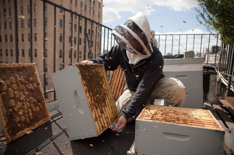 <a><img class="size-medium wp-image-1787948" title="Beekeeping_CourtesyofAndrewCote" src="https://www.theepochtimes.com/assets/uploads/2015/09/Beekeeping_CourtesyofAndrewCote.jpg" alt="" width="350" height="233"/></a>