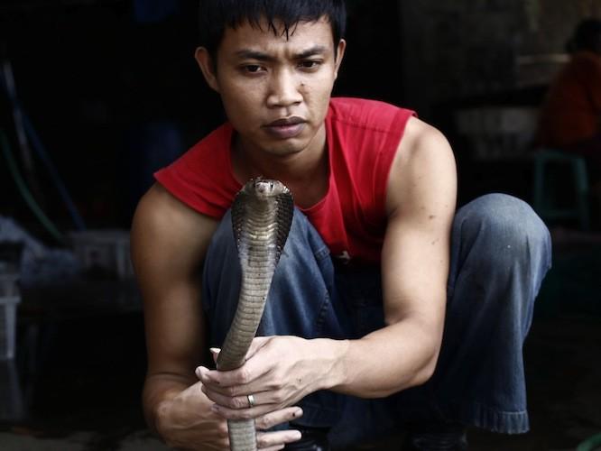 <a><img class="size-full wp-image-1774500" src="https://www.theepochtimes.com/assets/uploads/2015/09/COBRA_102374928.jpg" alt="" width="666" height="500"/></a>