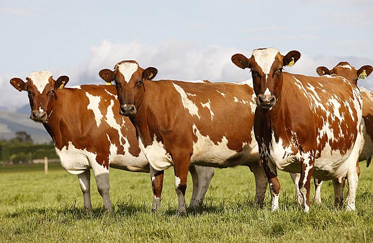 <a><img class="size-large wp-image-1791686" src="https://www.theepochtimes.com/assets/uploads/2015/09/Dairy_farm_Ashburton.jpg" alt="Dairy cows stand at a farm near Ashburton. " width="590" height="385"/></a>