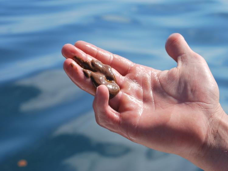 <a><img src="https://www.theepochtimes.com/assets/uploads/2015/09/Dispersant1_98873270.jpg" alt="Charter boat captain William Bradford holds a glob of chemically dispersed oil floating in the Gulf of Mexico about 14 miles from the Venice marina off the coast of Louisiana on May 5, 2010. (Mira Oberman/AFP/Getty Images)" title="Charter boat captain William Bradford holds a glob of chemically dispersed oil floating in the Gulf of Mexico about 14 miles from the Venice marina off the coast of Louisiana on May 5, 2010. (Mira Oberman/AFP/Getty Images)" width="320" class="size-medium wp-image-1817148"/></a>