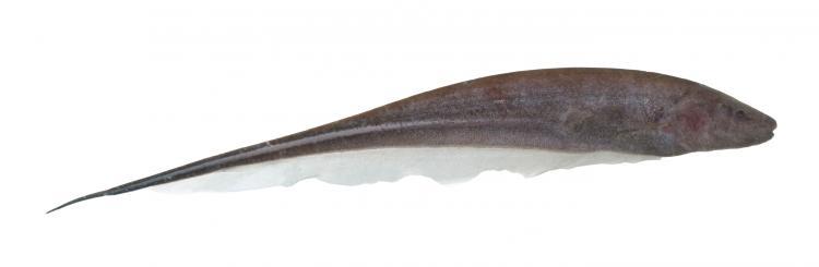 <a><img src="https://www.theepochtimes.com/assets/uploads/2015/09/Electric_fish.jpg" alt="SAVING ENERGY: Sternopygus macrurus regulates the voltage of its electric signals throughout the day. (Scott Schulz/University of Texas)" title="SAVING ENERGY: Sternopygus macrurus regulates the voltage of its electric signals throughout the day. (Scott Schulz/University of Texas)" width="320" class="size-medium wp-image-1825924"/></a>