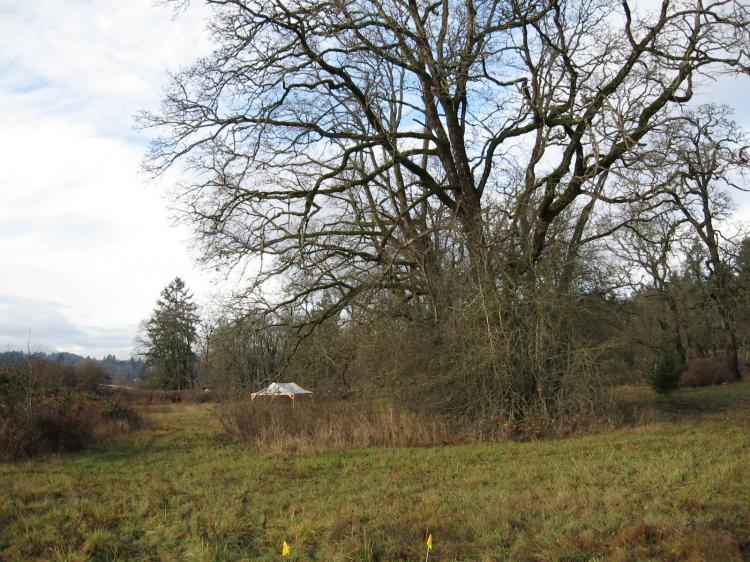 <a><img src="https://www.theepochtimes.com/assets/uploads/2015/09/IMG_0036-1.jpg" alt="A tent covers an excavation unit at the Somenos Creek archaeological site on Vancouver Island in 2007." title="A tent covers an excavation unit at the Somenos Creek archaeological site on Vancouver Island in 2007." width="320" class="size-medium wp-image-1824929"/></a>
