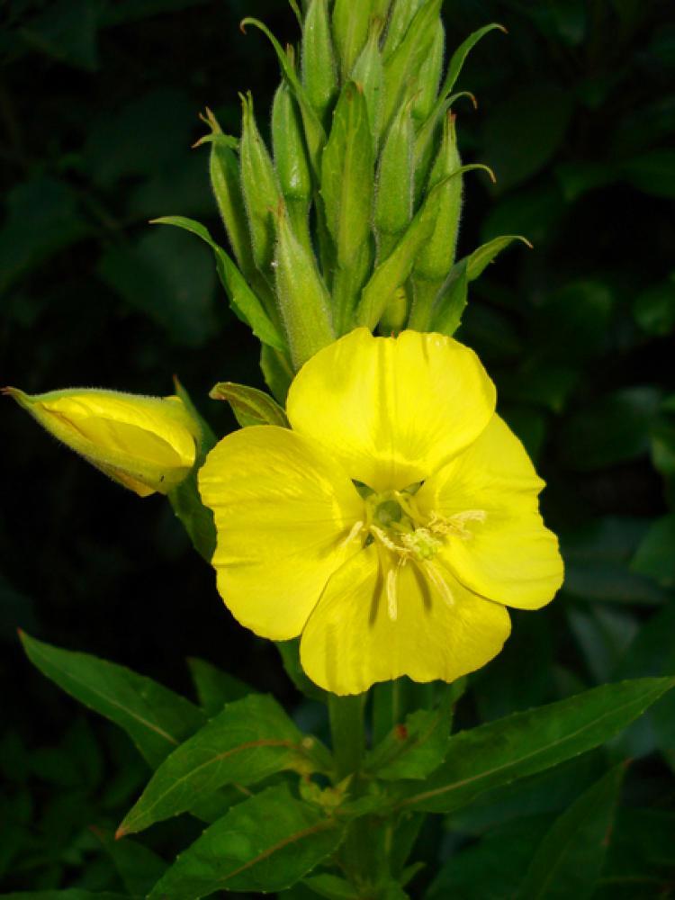 <a><img src="https://www.theepochtimes.com/assets/uploads/2015/09/Kopie.jpg" alt="The colorful flower display of the Evening Primrose is short-lived; from the initial opening of a blossom at dusk till its demise takes less than 24 hours. The plant continues to produce blossoms from June through October. (Elisabeth Horbach / The Epoch Times)" title="The colorful flower display of the Evening Primrose is short-lived; from the initial opening of a blossom at dusk till its demise takes less than 24 hours. The plant continues to produce blossoms from June through October. (Elisabeth Horbach / The Epoch Times)" width="320" class="size-medium wp-image-1834529"/></a>