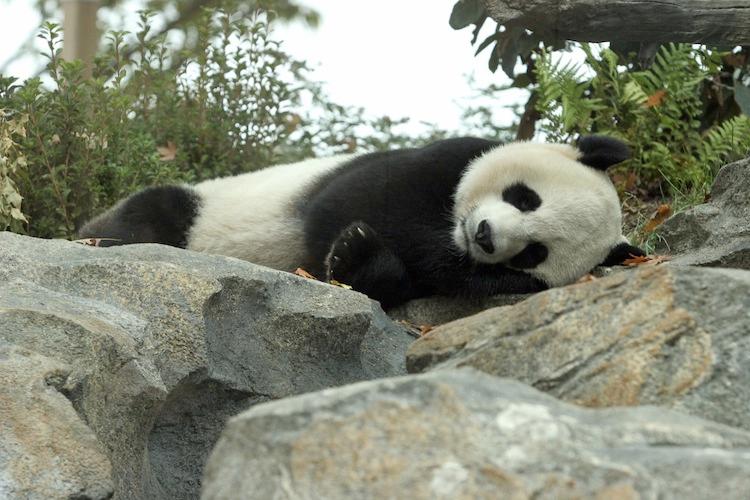 <a><img class="size-full wp-image-1781488" src="https://www.theepochtimes.com/assets/uploads/2015/09/Mei_72145097.jpg" alt="" width="750" height="500"/></a>