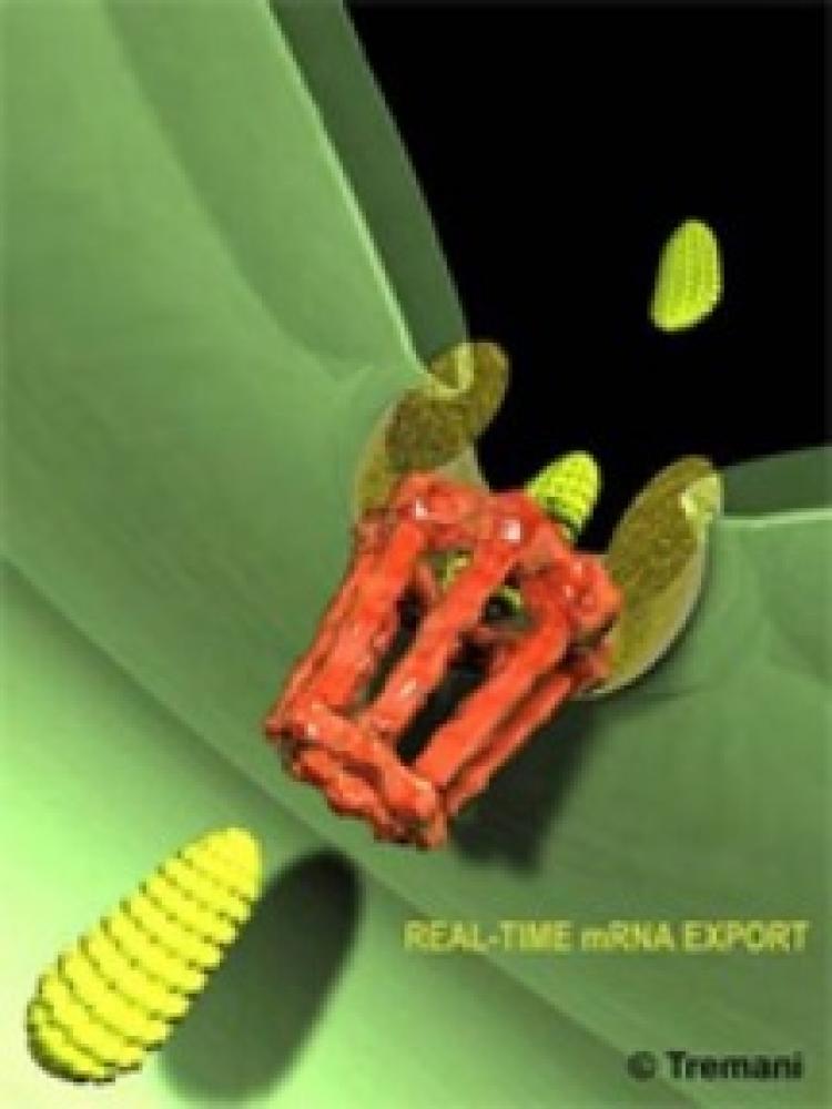 <a><img src="https://www.theepochtimes.com/assets/uploads/2015/09/RNA.jpg" alt="LEAVING THE NUCLEUS: Scientists have seen for the first time messenger RNA molecules (green structures) passing through the nuclear pore (red) from the nucleus to the cytoplasm. (Albert Einstein College of Medicine)" title="LEAVING THE NUCLEUS: Scientists have seen for the first time messenger RNA molecules (green structures) passing through the nuclear pore (red) from the nucleus to the cytoplasm. (Albert Einstein College of Medicine)" width="320" class="size-medium wp-image-1814445"/></a>