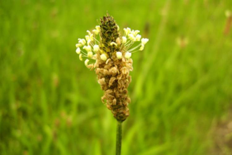 <a><img src="https://www.theepochtimes.com/assets/uploads/2015/09/Ribwortplantain.jpg" alt="Ribwort Plantain flower (A. Kern/www.pixelio.de)" title="Ribwort Plantain flower (A. Kern/www.pixelio.de)" width="320" class="size-medium wp-image-1833794"/></a>