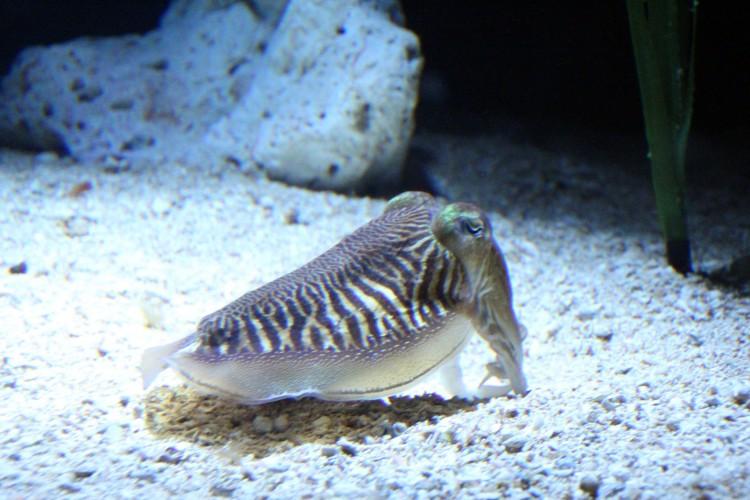 <a><img class="size-full wp-image-1787255" title="The pigment in ink from a 160-million-year-old fossilized squid has the same composition as that of Sepia officinalis, the common cuttlefish. (Stephanie Lam/The Epoch Times)" src="https://www.theepochtimes.com/assets/uploads/2015/09/Sepia-officinalis-2010-Boston-New-England-Aquarium.jpg" alt="The pigment in ink from a 160-million-year-old fossilized squid has the same composition as that of Sepia officinalis, the common cuttlefish. (Stephanie Lam/The Epoch Times)" width="750" height="500"/></a>