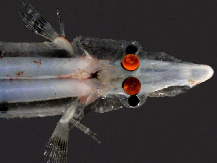 <a><img src="https://www.theepochtimes.com/assets/uploads/2015/09/Spookfish.jpg" alt="MIRROR TO THE SOUL: Researchers found Spookfish use mirrors in parts of its eyes. This view shows the fish�s upward pointing portion of the eye. The orange colour is from camera flash reflecting off the�mirror� inside the vertebrae's eyes' (Tamara Frank /Florida Atlantic University)" title="MIRROR TO THE SOUL: Researchers found Spookfish use mirrors in parts of its eyes. This view shows the fish�s upward pointing portion of the eye. The orange colour is from camera flash reflecting off the�mirror� inside the vertebrae's eyes' (Tamara Frank /Florida Atlantic University)" width="320" class="size-medium wp-image-1830913"/></a>