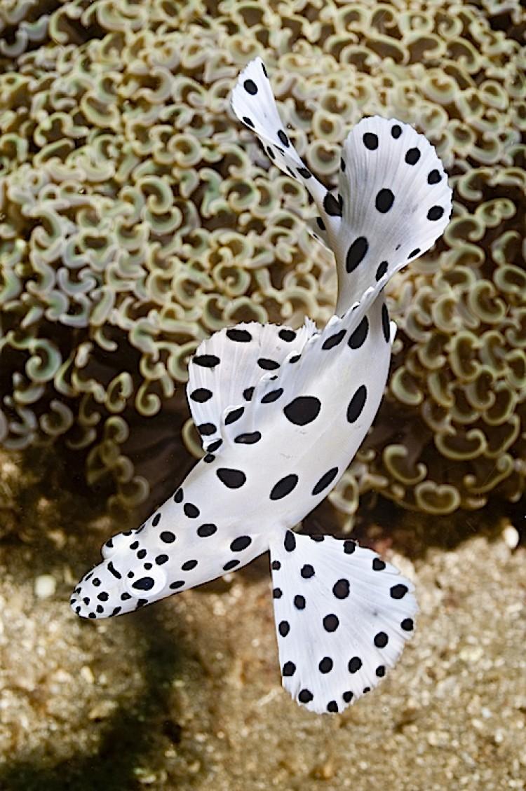<a><img src="https://www.theepochtimes.com/assets/uploads/2015/09/barra.jpg" alt="Juvenile barramundi cod in Lembeh Strait off Sulawesi, Indonesia. (Matthew Oldfield)" title="Juvenile barramundi cod in Lembeh Strait off Sulawesi, Indonesia. (Matthew Oldfield)" width="590" class="size-medium wp-image-1800491"/></a>