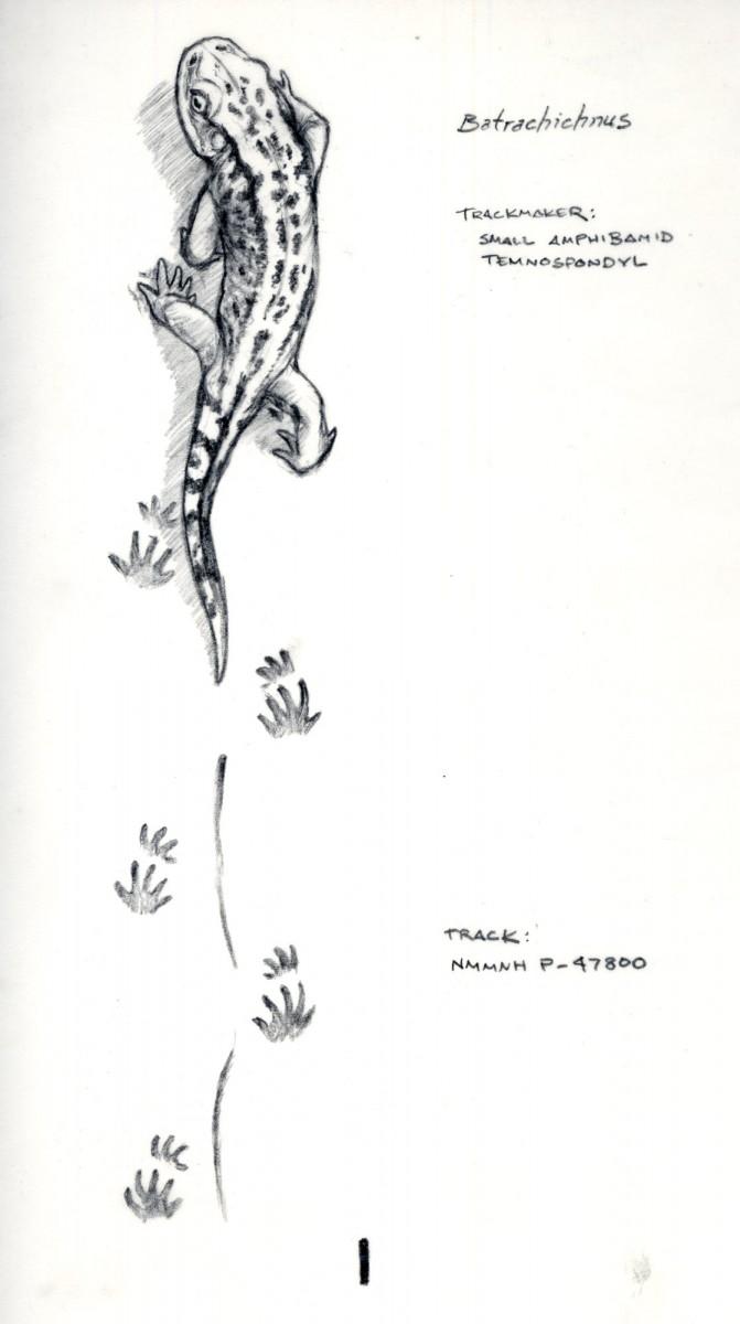 <a><img class="wp-image-1781934" title="Interpretation of a small amphibian making Batrachichnus tracks. (Drawing by Matt Celeskey, courtesy of New Mexico Museum of Natural History and Science) " src="https://www.theepochtimes.com/assets/uploads/2015/09/batrachichnus.jpg" alt="Interpretation of a small amphibian making Batrachichnus tracks. (Drawing by Matt Celeskey, courtesy of New Mexico Museum of Natural History and Science)" width="330" height="590"/></a>