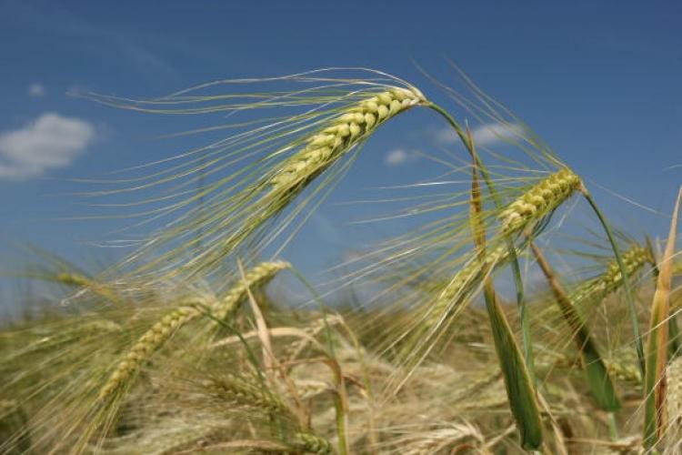 <a><img src="https://www.theepochtimes.com/assets/uploads/2015/09/biofuel_81501288.jpg" alt="Barley stands in a farmers field on June 9, 2008 in Meseberg, Germany. World food prices have risen across the globe due to higher demand for biofuels, a leaked World Bank report says. (Sean Gallup/Getty Images)" title="Barley stands in a farmers field on June 9, 2008 in Meseberg, Germany. World food prices have risen across the globe due to higher demand for biofuels, a leaked World Bank report says. (Sean Gallup/Getty Images)" width="320" class="size-medium wp-image-1835081"/></a>
