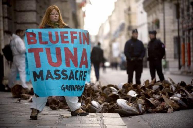 <a><img src="https://www.theepochtimes.com/assets/uploads/2015/09/bluefin83716597.jpg" alt="A Greenpeace activist holds a banner near tuna that the group dumped in front of French Ministry of Agriculture in Paris in November. The group called for a ban on tuna fishing and the protection of the species. (Martin Bureau/AFP/Getty Images)" title="A Greenpeace activist holds a banner near tuna that the group dumped in front of French Ministry of Agriculture in Paris in November. The group called for a ban on tuna fishing and the protection of the species. (Martin Bureau/AFP/Getty Images)" width="320" class="size-medium wp-image-1832610"/></a>