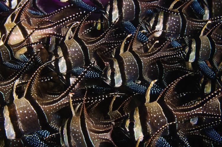 <a><img class="size-medium wp-image-1790545" title="A school of Banggai cardinalfish, Pterapogon kauderni, in Lembeh Strait off Sulawesi, Indonesia. (Matthew Oldfield)" src="https://www.theepochtimes.com/assets/uploads/2015/09/cardinalfish.jpg" alt="A school of Banggai cardinalfish, Pterapogon kauderni, in Lembeh Strait off Sulawesi, Indonesia. (Matthew Oldfield)" width="575"/></a>
