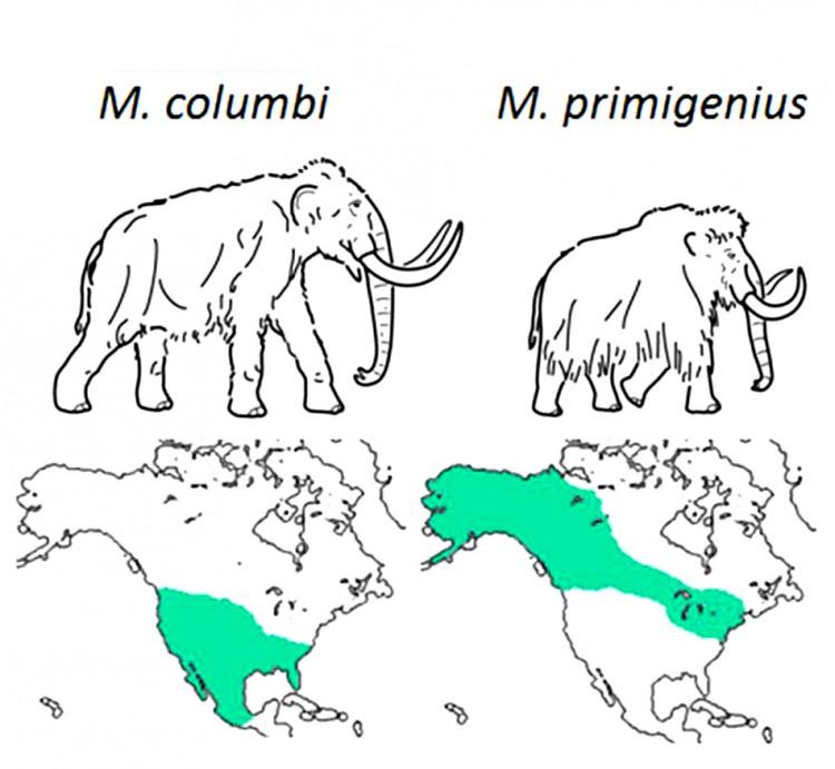 <a><img src="https://www.theepochtimes.com/assets/uploads/2015/09/columbianandwooly.jpg" alt="The distributions of the two mammoth species - Columbian mammoths, M. columbi, and woolly mammoths, M. primigenius. (McMaster Ancient DNA Centre)" title="The distributions of the two mammoth species - Columbian mammoths, M. columbi, and woolly mammoths, M. primigenius. (McMaster Ancient DNA Centre)" width="320" class="size-medium wp-image-1803350"/></a>