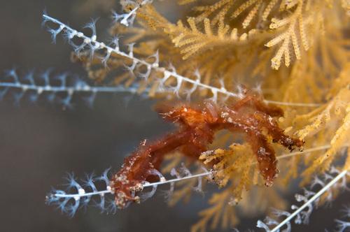 <a><img class="wp-image-1775463" title="An orangutan crab at Seraya in Bali, Indonesia. (Matthew Oldfield) " src="https://www.theepochtimes.com/assets/uploads/2015/09/crab.jpg" alt="An orangutan crab at Seraya in Bali, Indonesia. (Matthew Oldfield) " width="605" height="401"/></a>