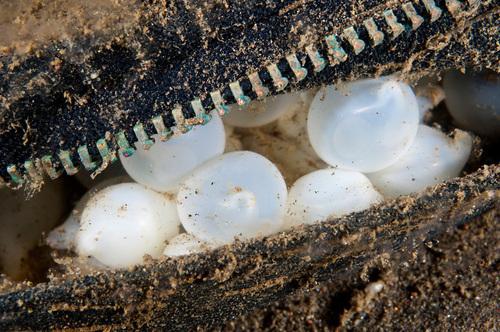 <a><img class="wp-image-1774639" src="https://www.theepochtimes.com/assets/uploads/2015/09/cuttlefish-eggs.jpg" alt="Cuttlefish eggs laid inside an old pair of pants, the zip of which is visible, at Puri Jati in Bali, Indonesia. (Matthew Oldfield) " width="664" height="441"/></a>