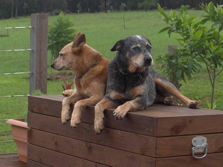 <a><img class="size-full wp-image-1785961" title="Microbes within dog-associated house dust may have an effect on preventing asthma, new research finds. (Cassie Ryan/The Epoch Times) " src="https://www.theepochtimes.com/assets/uploads/2015/09/doggies.jpg" alt="Microbes within dog-associated house dust may have an effect on preventing asthma, new research finds. (Cassie Ryan/The Epoch Times) " width="750" height="564"/></a>