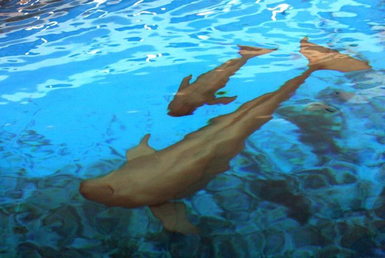 <a><img src="https://www.theepochtimes.com/assets/uploads/2015/09/dolphin74386243.jpg" alt="Several species who have lived in China“s Yangze river for millions of years, such as this finless porpoise, are threatened by increasing pollution to the waterway. The Yangze river dolphin for example became extinct recently. (China Photos/Getty Images)" title="Several species who have lived in China“s Yangze river for millions of years, such as this finless porpoise, are threatened by increasing pollution to the waterway. The Yangze river dolphin for example became extinct recently. (China Photos/Getty Images)" width="320" class="size-medium wp-image-1826292"/></a>