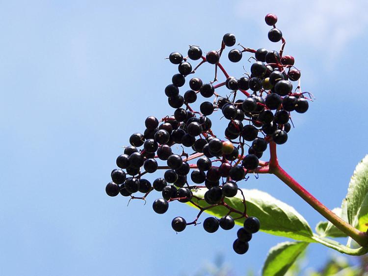 <a><img src="https://www.theepochtimes.com/assets/uploads/2015/09/elderimageee11.jpg" alt="The Elder Plant (knipseline/pixelio.de)" title="The Elder Plant (knipseline/pixelio.de)" width="320" class="size-medium wp-image-1832719"/></a>