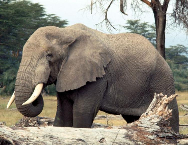 <a><img src="https://www.theepochtimes.com/assets/uploads/2015/09/elephant87457461.jpg" alt=" (photos.com)" title=" (photos.com)" width="320" class="size-medium wp-image-1823562"/></a>