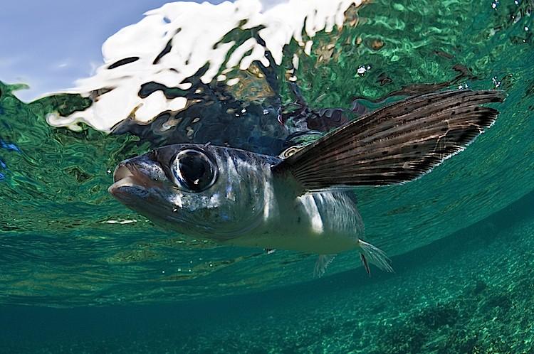 <a><img class="size-medium wp-image-1801410" title="Flying fish off Menjangan Island, Bali in Indonesia. (Matthew Oldfield)" src="https://www.theepochtimes.com/assets/uploads/2015/09/ffish1.jpg" alt="Flying fish off Menjangan Island, Bali in Indonesia. (Matthew Oldfield)" width="575"/></a>