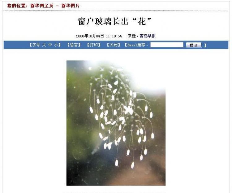 <a><img src="https://www.theepochtimes.com/assets/uploads/2015/09/flower1.jpg" alt="Rare white flowers growing on glass. (Screenshot)" title="Rare white flowers growing on glass. (Screenshot)" width="320" class="size-medium wp-image-1833407"/></a>