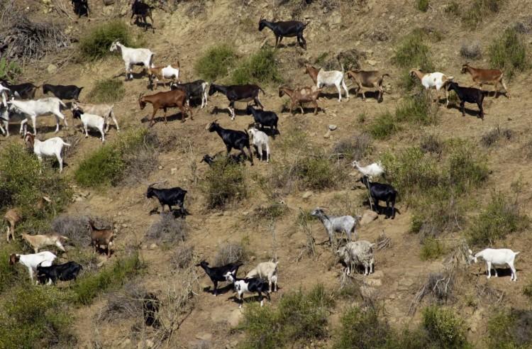 <a><img class=" wp-image-1786657" title="GOATS PROTECT HOUSES FROM FIRE" src="https://www.theepochtimes.com/assets/uploads/2015/09/g777872.jpg" alt="" width="625" height="407"/></a>