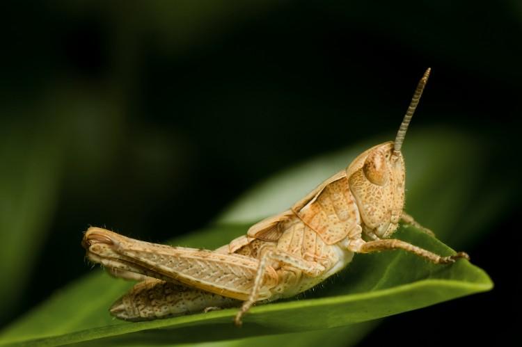 <a><img class="size-full wp-image-1774544" title=" 	Researchers find that grasshoppers living near busy roads produce songs that have higher volumes of low-frequency parts to make the songs audible among the traffic. (Jens Gade/Photos.com) " src="https://www.theepochtimes.com/assets/uploads/2015/09/grasshopper.jpg" alt=" 	Researchers find that grasshoppers living near busy roads produce songs that have higher volumes of low-frequency parts to make the songs audible among the traffic. (Jens Gade/Photos.com) " width="750" height="499"/></a>