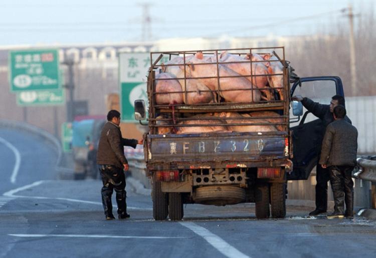 <a><img src="https://www.theepochtimes.com/assets/uploads/2015/09/pig107393298.jpg" alt="HAULING FREIGHT: Chinese truck drivers stop on the side of a highway with a cargo of live pigs in Beijing on Dec. 7, 2010. (STR/Getty Images )" title="HAULING FREIGHT: Chinese truck drivers stop on the side of a highway with a cargo of live pigs in Beijing on Dec. 7, 2010. (STR/Getty Images )" width="320" class="size-medium wp-image-1808950"/></a>