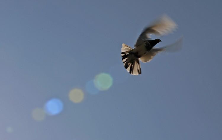 <a><img class="size-full wp-image-1771344" title="A pigeon flies from a coop in Lahore on October 24, 2010. (Carl de Souza//AFP/Getty Images) " src="https://www.theepochtimes.com/assets/uploads/2015/09/pigeon.jpg" alt="A pigeon flies from a coop in Lahore on October 24, 2010. (Carl de Souza//AFP/Getty Images) " width="750" height="472"/></a>