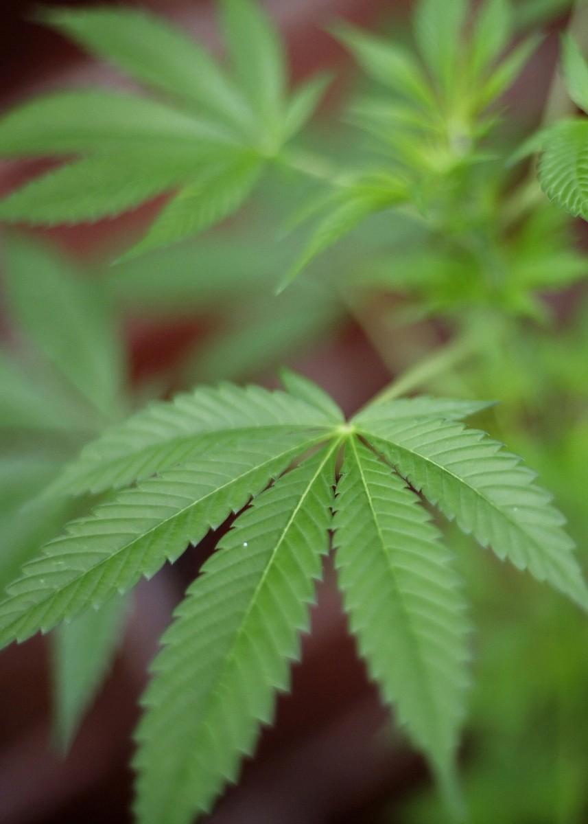 <a><img class="size-large wp-image-1769050" src="https://www.theepochtimes.com/assets/uploads/2015/09/plant1.jpg" alt="" width="421" height="590"/></a>