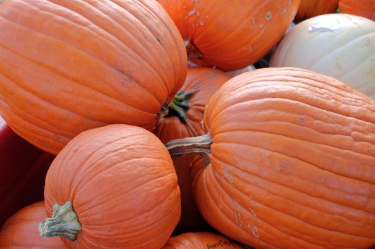 <a><img src="https://www.theepochtimes.com/assets/uploads/2015/09/pumpkins2.jpg" alt="PUMPKINS GALORE: Pick your shape, pick your size. (Cat Rooney/The Epoch Times)" title="PUMPKINS GALORE: Pick your shape, pick your size. (Cat Rooney/The Epoch Times)" width="320" class="size-medium wp-image-1833411"/></a>