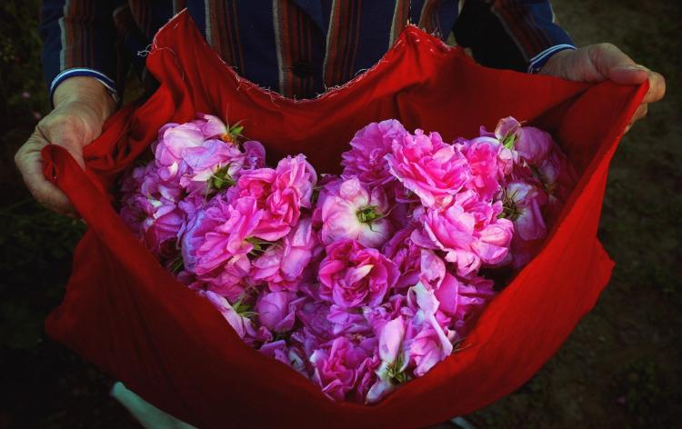 <a><img src="https://www.theepochtimes.com/assets/uploads/2015/09/rose-50905241.jpg" alt="A Bulgarian woman holds a fill bag with rose petals early morning 28 May 2004 in the Valley of Roses, near the town of Karlovo, in central Bulgaria. Bulgaria has a 330 year-old-tradition in essential rose oil distillation. (Dimitar Dilkoff/AFP/Getty Images)" title="A Bulgarian woman holds a fill bag with rose petals early morning 28 May 2004 in the Valley of Roses, near the town of Karlovo, in central Bulgaria. Bulgaria has a 330 year-old-tradition in essential rose oil distillation. (Dimitar Dilkoff/AFP/Getty Images)" width="320" class="size-medium wp-image-1826841"/></a>
