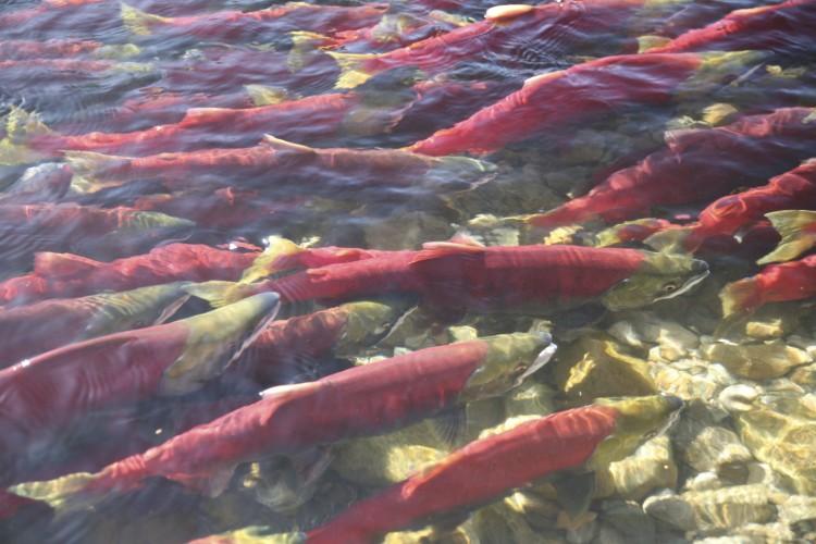 <a><img class="size-medium wp-image-1789846" title="Salmon" src="https://www.theepochtimes.com/assets/uploads/2015/09/sal115755273.jpg" alt="Salmon" width="602" height="400"/></a>