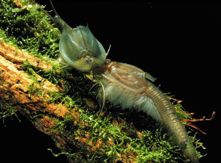 <a><img src="https://www.theepochtimes.com/assets/uploads/2015/09/shield_shrimp.jpg" alt="SHIELD SHRIMP: These tiny creatures can teach kids about an unusual biological phenomenon. (Courtesy of Triops Inc.)" title="SHIELD SHRIMP: These tiny creatures can teach kids about an unusual biological phenomenon. (Courtesy of Triops Inc.)" width="320" class="size-medium wp-image-1824728"/></a>