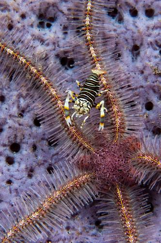 <a><img class="size-full wp-image-1774130" src="https://www.theepochtimes.com/assets/uploads/2015/09/shrimp.jpg" alt="A bumble bee shrimp feeding on a brittle star at Kapalai in Sabah, Malaysia. (Matthew Oldfield) " width="332" height="500"/></a>