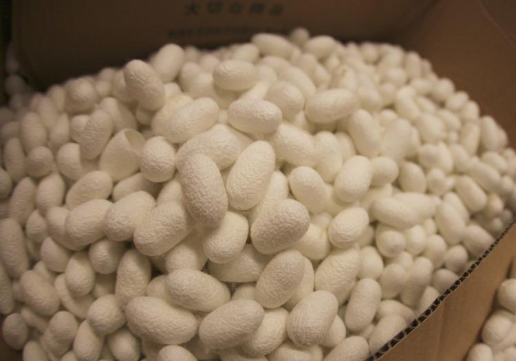 <a><img src="https://www.theepochtimes.com/assets/uploads/2015/09/silk1280766507.jpg" alt="SILK SCIENCE: These silk cocoons could soon be used in a variety of high-tech applications. (Fiorenzo Omenetto/Tufts University)" title="SILK SCIENCE: These silk cocoons could soon be used in a variety of high-tech applications. (Fiorenzo Omenetto/Tufts University)" width="320" class="size-medium wp-image-1816677"/></a>