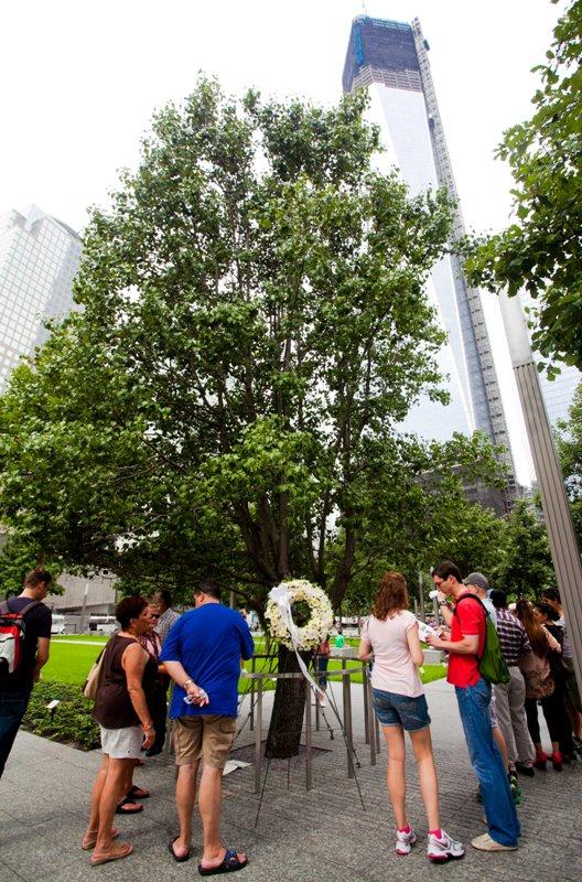 <a><img class="size-large wp-image-1782137" src="https://www.theepochtimes.com/assets/uploads/2015/09/tree-IMG_0672-Amal+Chen.jpg" width="389" height="590"/></a>