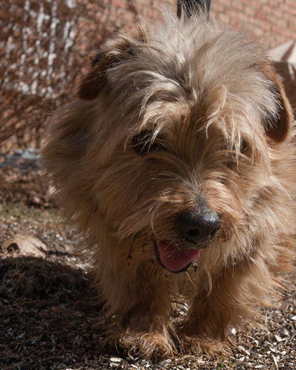 Mr. Dudley, a terrier with the The Ryder's Alley Trencher-fed Society, which specializes in catching rats. (Courtesy of William Reyna)