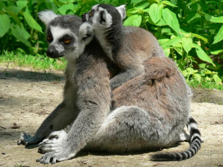 <a href="https://www.theepochtimes.com/assets/uploads/2015/10/2009-06-11-xxl--S11_2sp_Katta_mit_Baby_im_Affenwald_Straussberg_R_K_by_Mario-Schieke_pixelio.de_new.jpg"><img src="https://www.theepochtimes.com/assets/uploads/2015/10/2009-06-11-xxl--S11_2sp_Katta_mit_Baby_im_Affenwald_Straussberg_R_K_by_Mario-Schieke_pixelio.de_new.jpg" alt="RARITY: In contrast to many mammal species, among ringtailed lemurs the females are always in charge. (Mario-Schieke/www.pixelio.de)" title="RARITY: In contrast to many mammal species, among ringtailed lemurs the females are always in charge. (Mario-Schieke/www.pixelio.de)" width="320" class="size-medium wp-image-1870470"/></a>